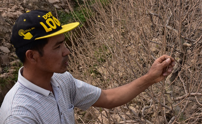 Hơn 1.000 gốc đào bị bụi làm đường phủ trắng: Nông dân được hỗ trợ 50 nghìn đồng/cây